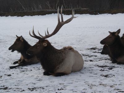 critters with antlers...
Anchorage Alaska
Photos by Chris Milam
