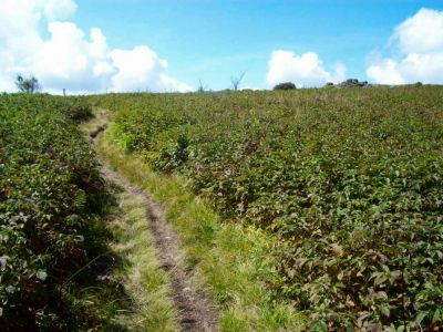 Whitetop Mountain
trail through meadow...
9-09
