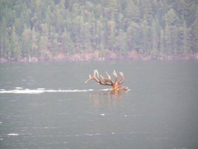 Elk crossing a lake
photo donated by Betty Sabatini
