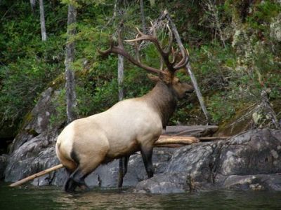 Elk crossing a lake
photo donated by Betty Sabatini
