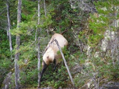 Elk after crossing lake
photo donated by Betty Sabatini

