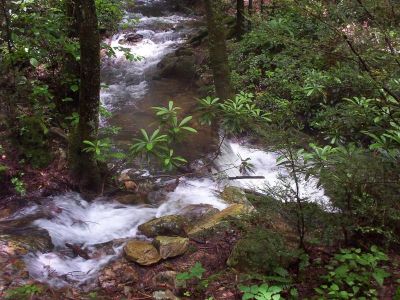 Jones Branch
The Confluence where the Tributary joins with Jones Branch, after heavy rains, June 18, 2009
