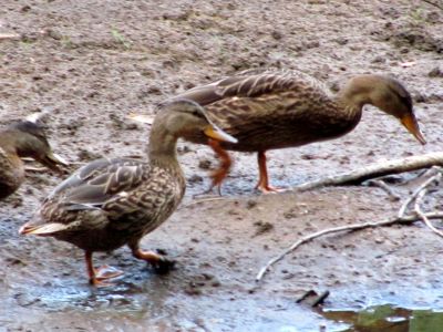 Baby Ducks
Along Erwin Linear trail 
Photo by Rat
July 3, 2010
