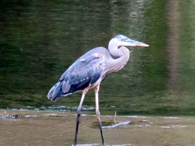 Heron
Along Erwin Linear trail  
Photo by Rat
July 3, 2010
