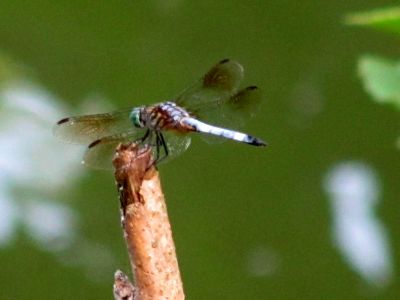 Dragonfly
Erwin Linear Trail 
Photo by Rat
7-3-2010
