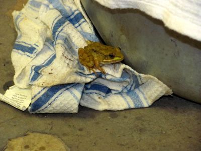 Toad
Found in Rat's garage 
Photo by Rat
6-2010
