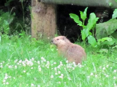 Groundhog
Rat's field 
Photo by Rat
6-2010
