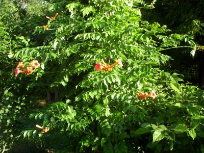 Trumpet Flower
Photo by Rat
