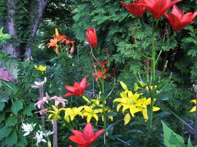 Lilies
Variety of lilies...
