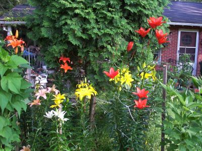 Lilies
Several varieties of Lilies at  Rat-erosa
Photo by Rat
