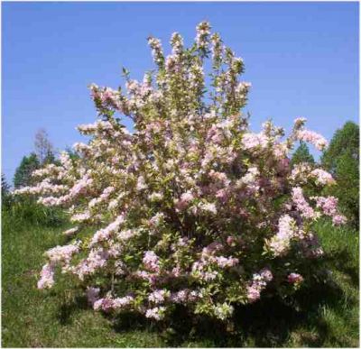 Butterfly Bush
Photo by Rat
