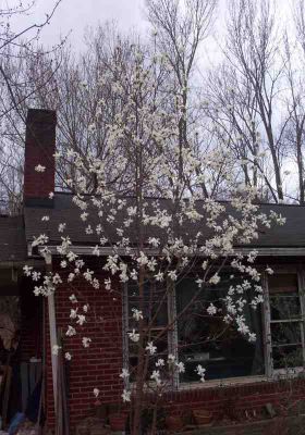 Japanese Magnolia
Photo by Rat
