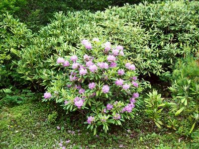 Rhododendron 
Rhododendron blooming on Roan Mountain 6-21-09
