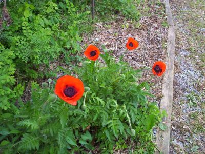 poppies
photo by Rat
