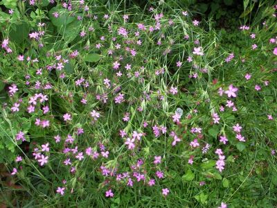 Pinks
pink wildflowers
