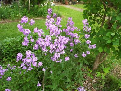 Tarp's Flowers...
Photo by Rat
