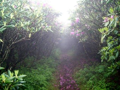 Rhododendron Gardens
On Roan Mountain
Photo by Rat
6-09
