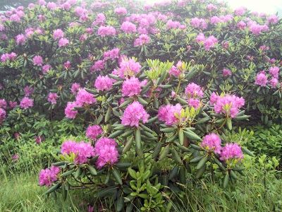 Rhododedron on Roan Mountain
Rhododendron Festival June, 2009
Photo by Rat

