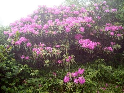 Rhodos on Roan Mtn
Taken by RAT during festival 6-09
