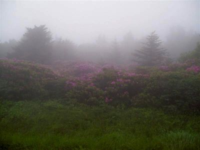 Rhodos on Roan Mtn
Taken by RAT during festival 6-09
