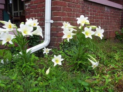 White Lilies
