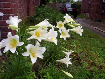 White Lilies
