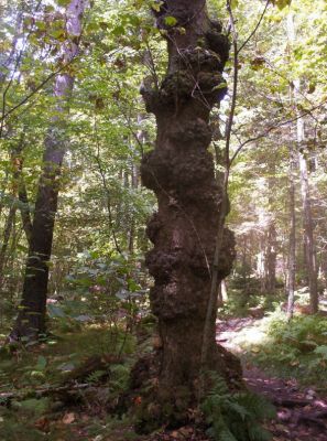 Extra Texture
Approach to Whitetop Mountain, 
9-2009
