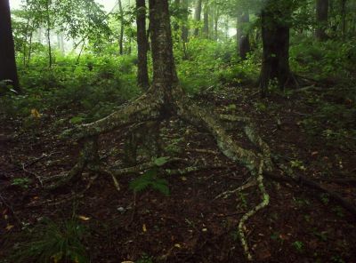 Funky Tree
on Unaka Mountain
