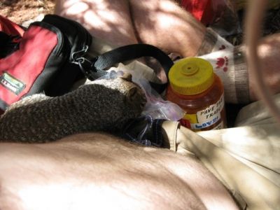 Yogi Squirrel
Looks like he is after some nuts ! 
Pic submitted by LowRider 7_24_09
