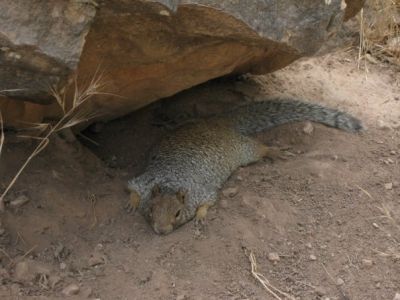 Squirrel in Grand Canyon
Beating the heat under a rock
Photo by LowRider 
7-24-09
