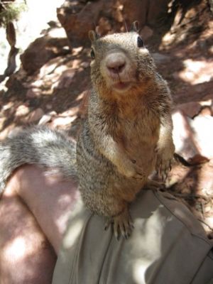 Yogi Squirrel
In the Grand Canyon
Hamming it up for the camera !  
Photo by Low Rider
7-24-09
