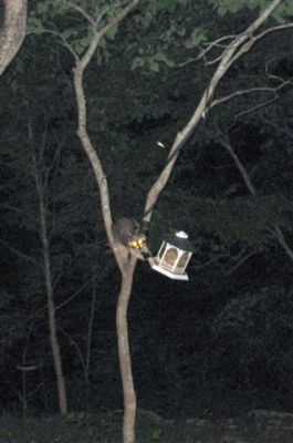 Raccoon
Photo courtesy of Lisa Lemmons-Powers
