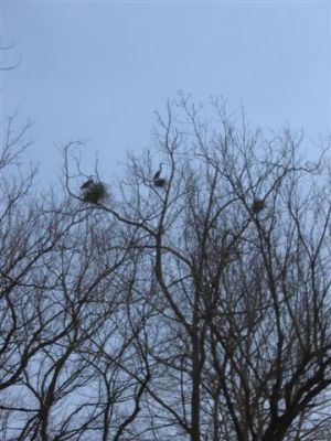 Herons in Tree-Nests
Photo by Lisa Lemmons-Powers
