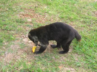 Costa Rican Critters
 Photograph  by Lisa Lemmons-Powers
