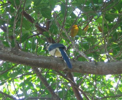  Photograph  by Lisa Lemmons-Powers
