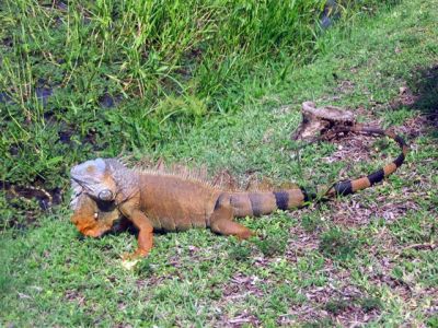 Costa Rican Critters
Lizard...
 Photograph  by Lisa Lemmons-Powers
