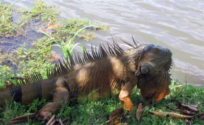  Photograph  by Lisa Lemmons-Powers
