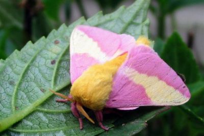 Rosy Maple Moth
Photo by Lisa Lemmons-Powers
