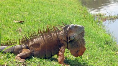 Costa Rican Critters
 Lizard...
Photograph  by Lisa Lemmons-Powers
