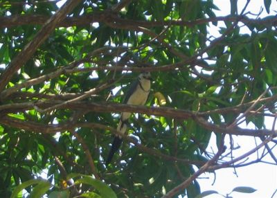  Photograph  by Lisa Lemmons-Powers
