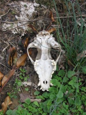 Raccoon Skull?
photo by Lisa Lemmons-Powers
