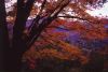Fall_colors-RoanMtn.jpg