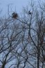 Herons_and_their_nests-Powell_river.jpg