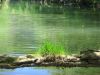On_the_Powell_river-grass_growing_from_a_branch[3].JPG