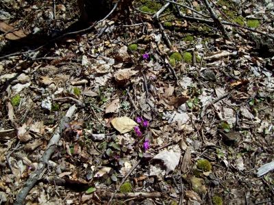 Fringed Polygala
Found near Stealth Pack Gap, 
Photo by Rat
April, 2009
