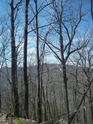 Meatgrinder Ridge
More 'Ents' to keep us from falling off as we go higher and higher up the ridge
