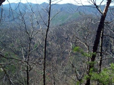 Meatgrinder Ridge
Looking back over Sill Branch area.
