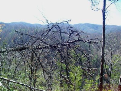 Sill Branch Overlook Trail
The 'trail" down to the rocks.
