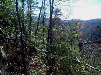 Sill Branch Overlook Trail
'Trail' down to rocks
