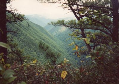 Clarks Creek  Valley
as seen from Sampson Mountain, deep in the Sampson Wilderness.
Photo by Rat, 198?
